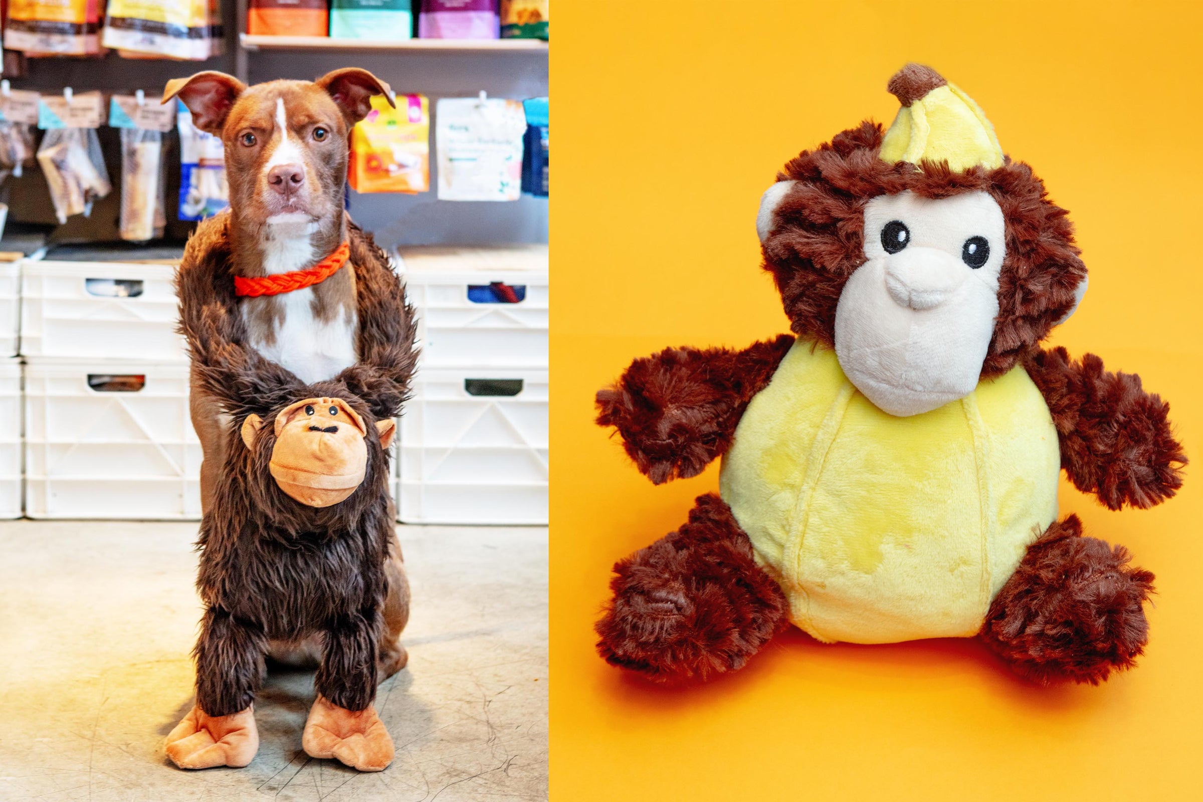 Modern Style for Your Best Friend