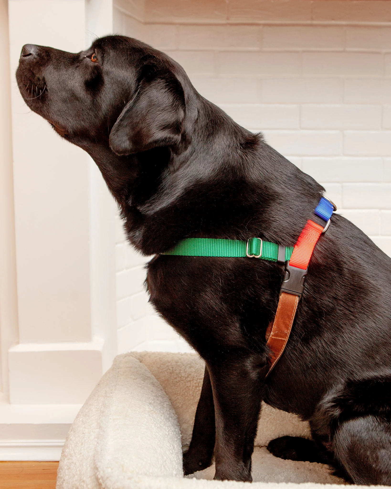Freedom No-Pull Harness in Spice (Made in the USA) - Image 3