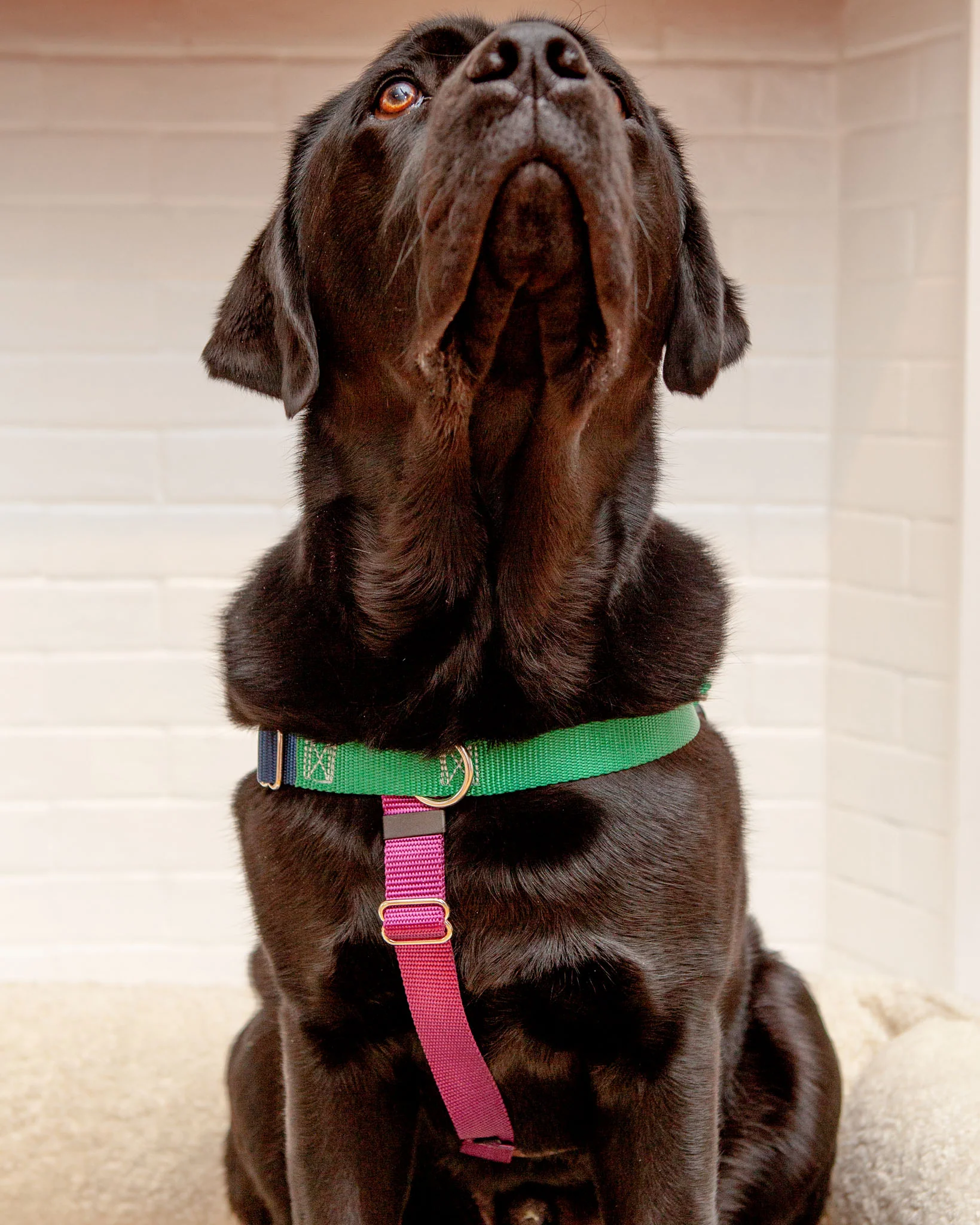 Freedom No-Pull Harness in Spice (Made in the USA) - Image 4