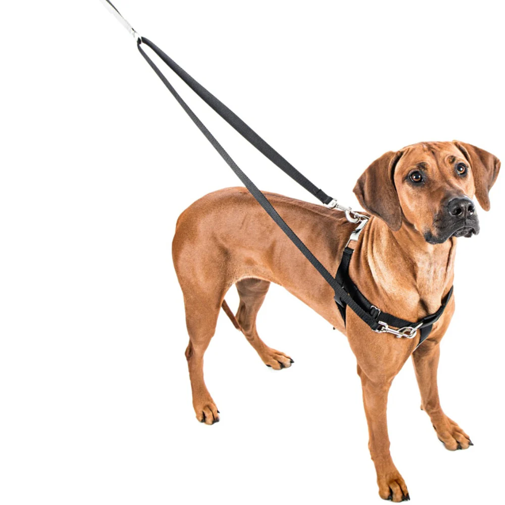 Freedom No-Pull Harness in Spice (Made in the USA) - Image 6