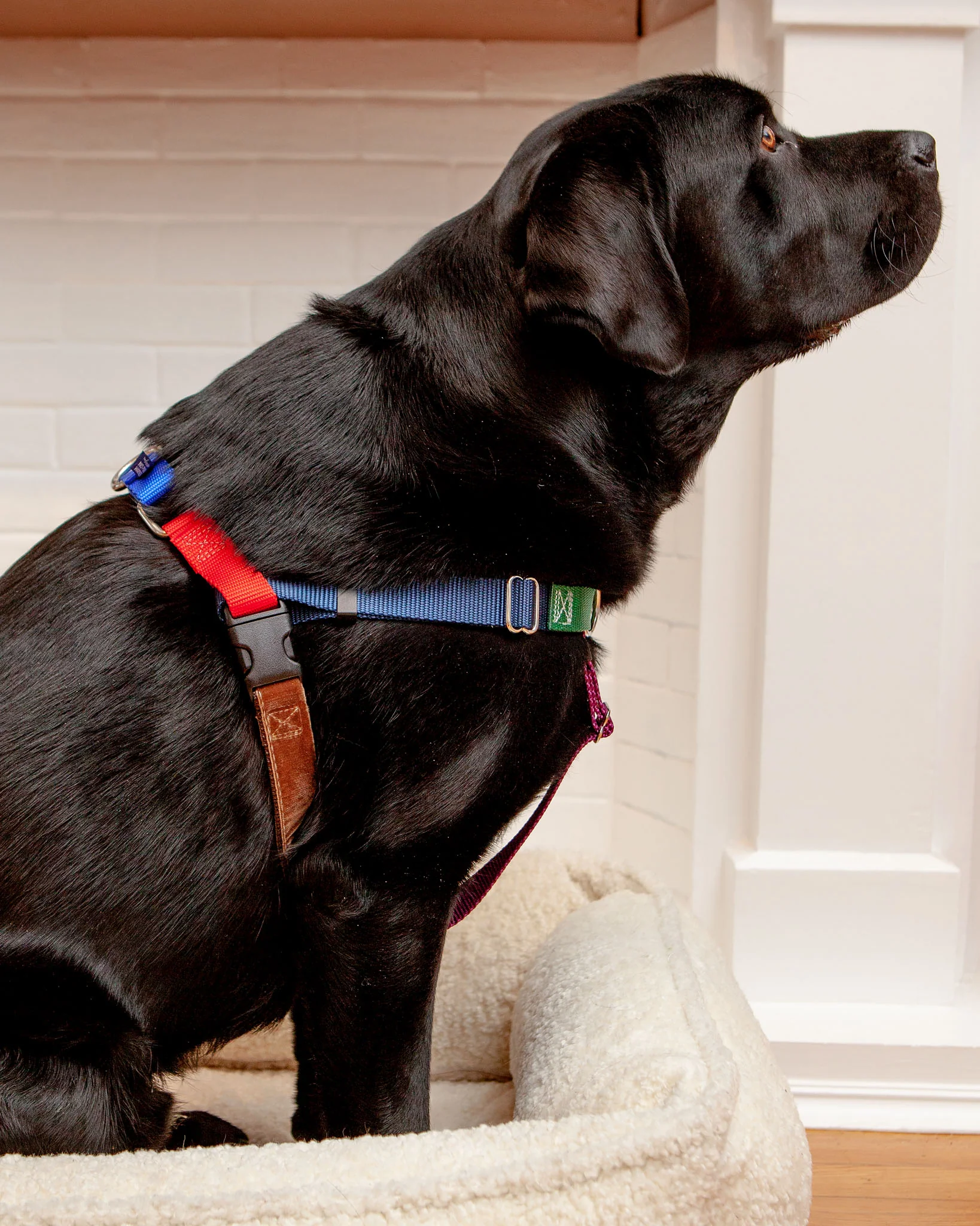 Freedom No-Pull Harness in Sugar (Made in the USA) (CLEARANCE) - Image 6