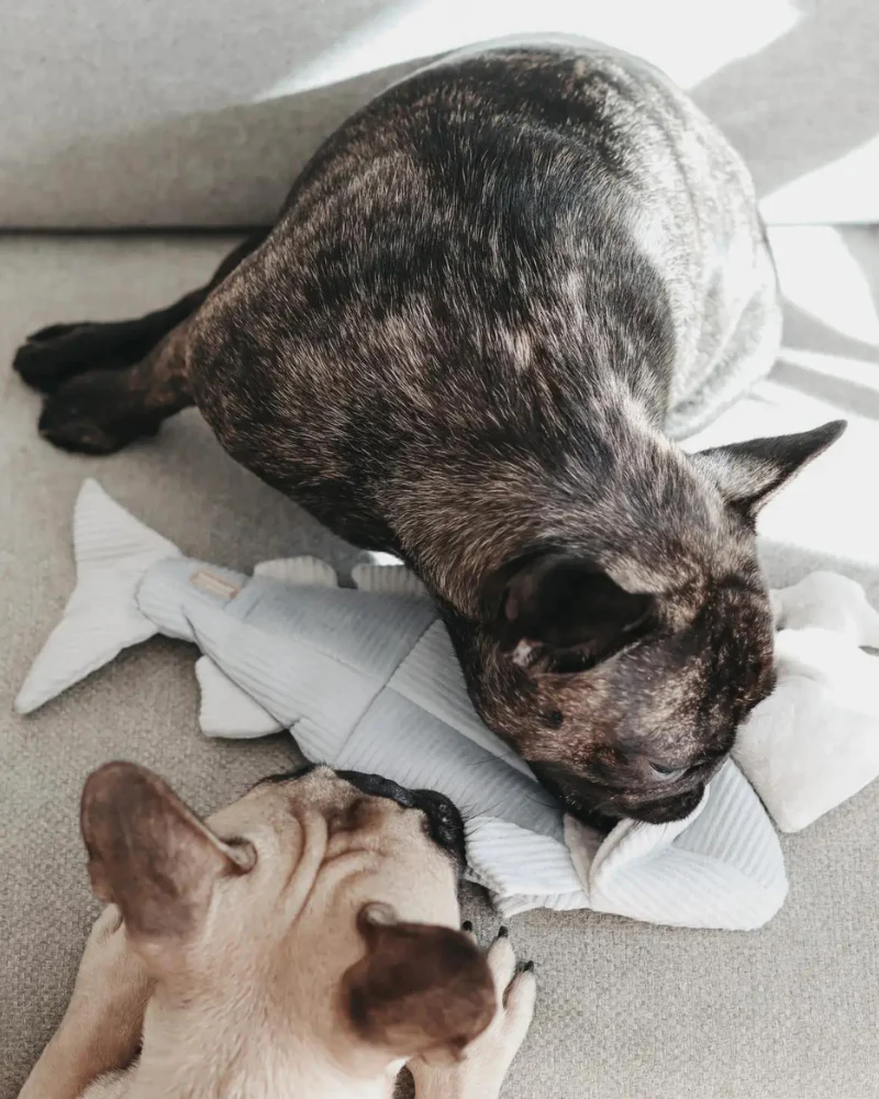 2-IN-1 Burrow + Snuggle Trout Fish Dog Toy - Image 9