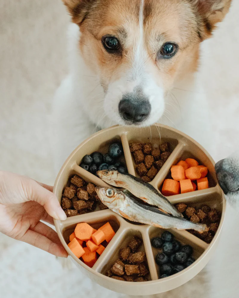 3-in-1 Bento Elevated Slow Feeder + Lick Mat - Image 12