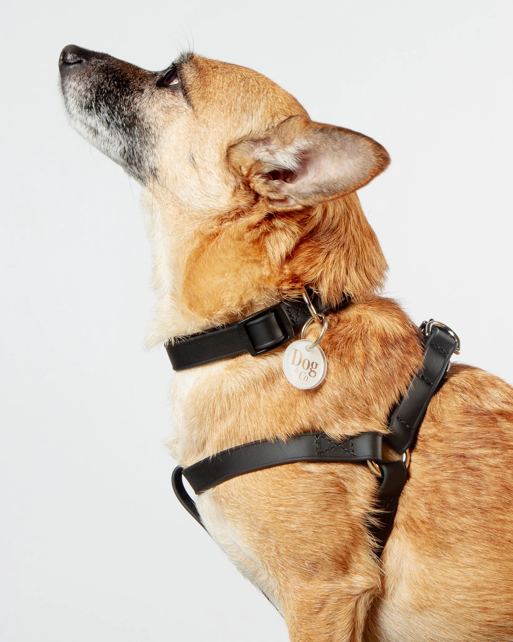 A Walk in the Park Dog Collar in Black (Made in the USA) - Image 4