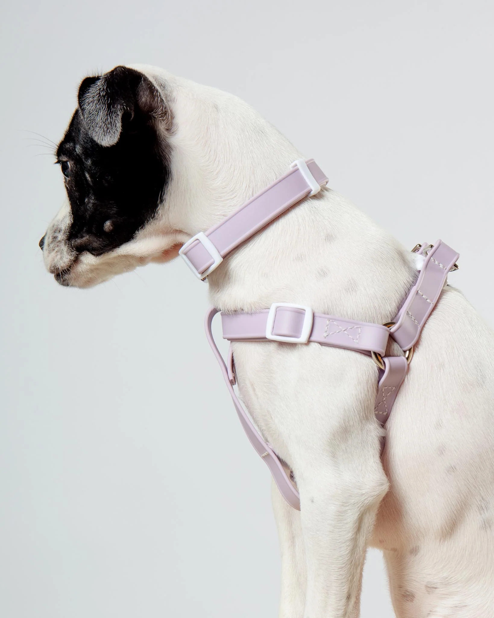 A Walk in the Park Dog Collar in Lilac - Image 6