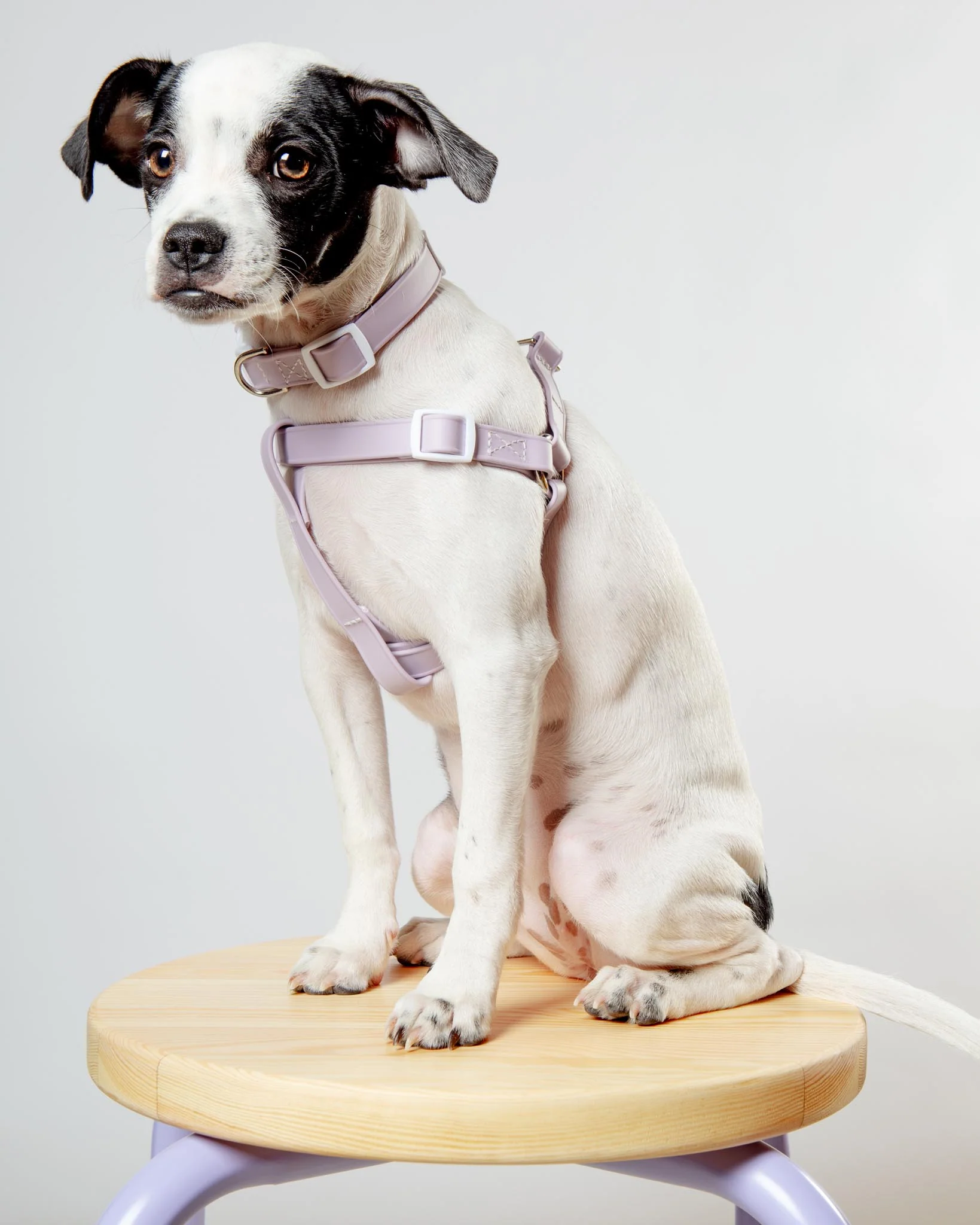 A Walk in the Park Dog Collar in Lilac - Image 8