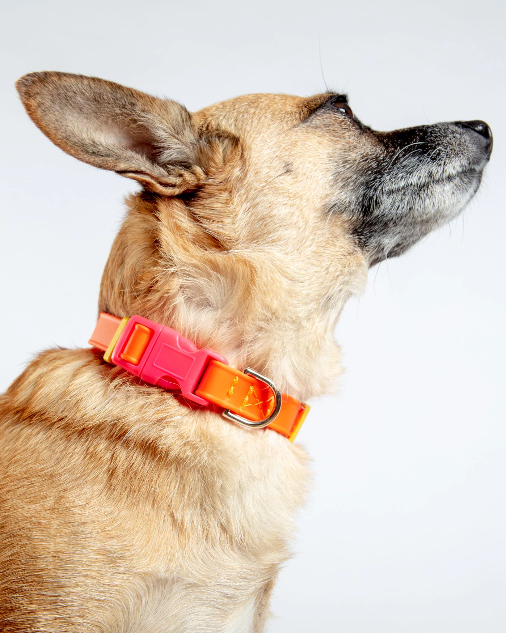 A Walk in the Park Dog Collar in Neon Orange (Made in the USA) - Image 2