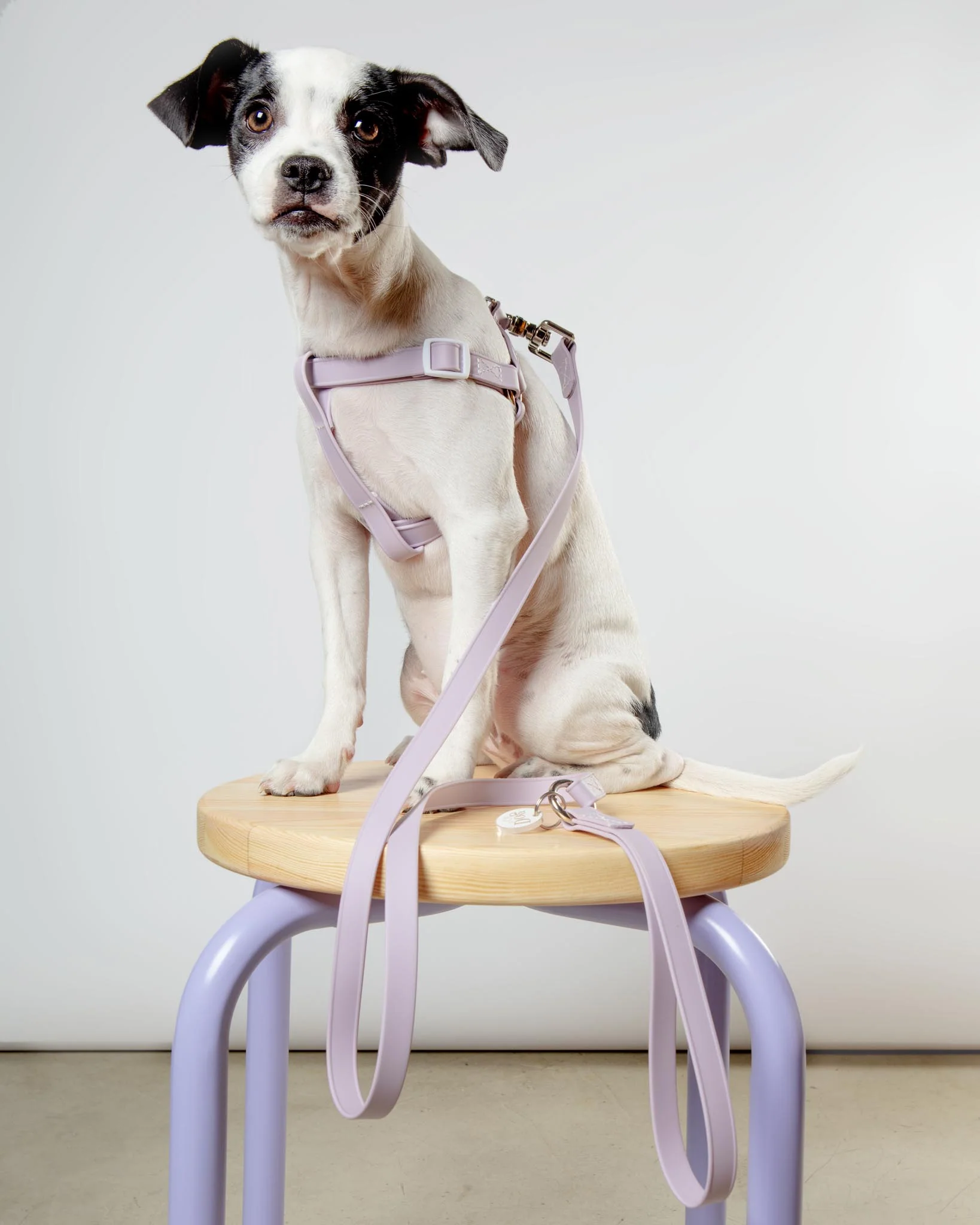 A Walk in the Park Dog Leash in Lilac (Made in the USA) - Image 8