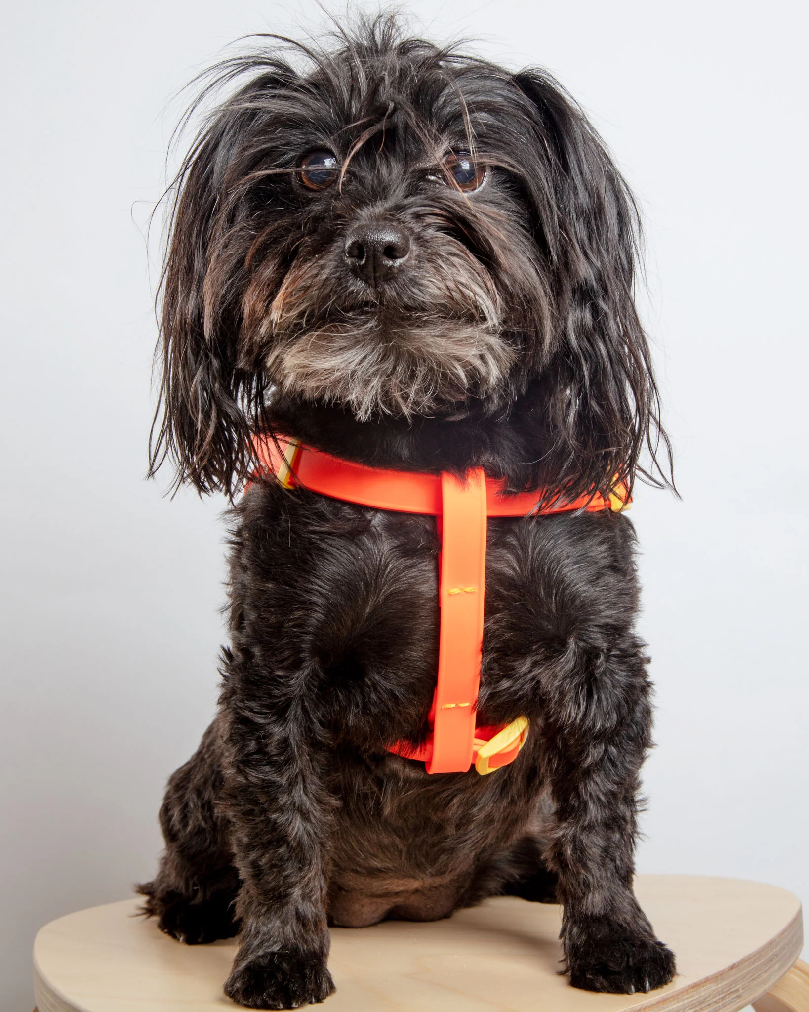 A Walk in the Park Dog Harness (Made in the USA) (FINAL SALE) - Image 10
