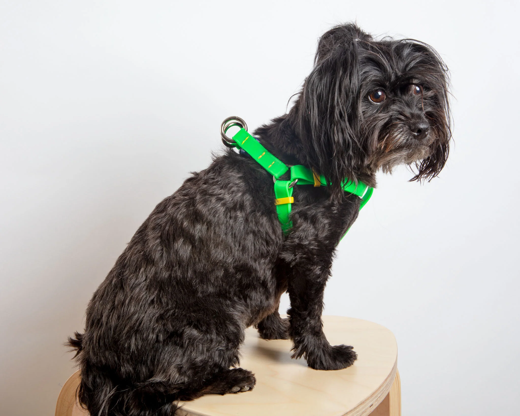 A Walk in the Park Dog Harness (Made in the USA) (FINAL SALE) - Image 11