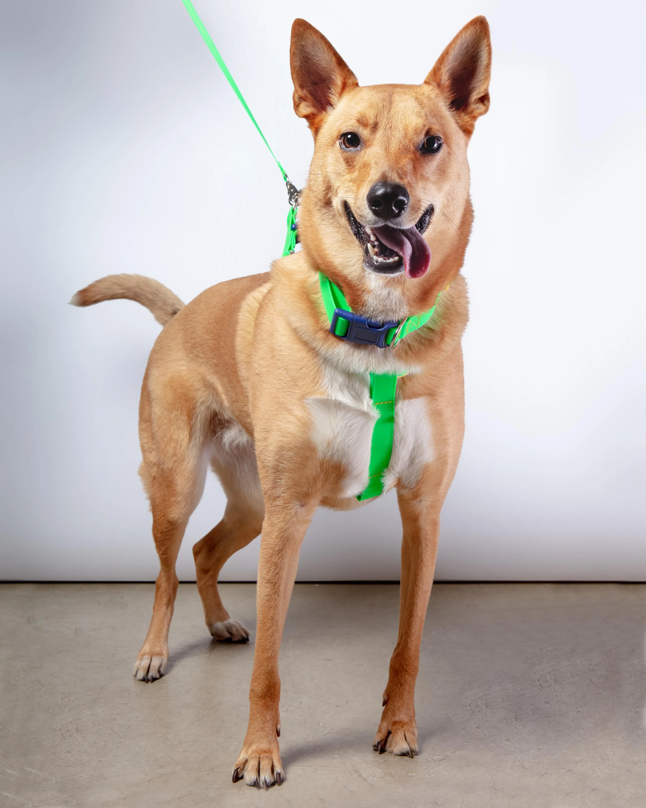 A Walk in the Park Dog Harness (Made in the USA) (FINAL SALE) - Image 12