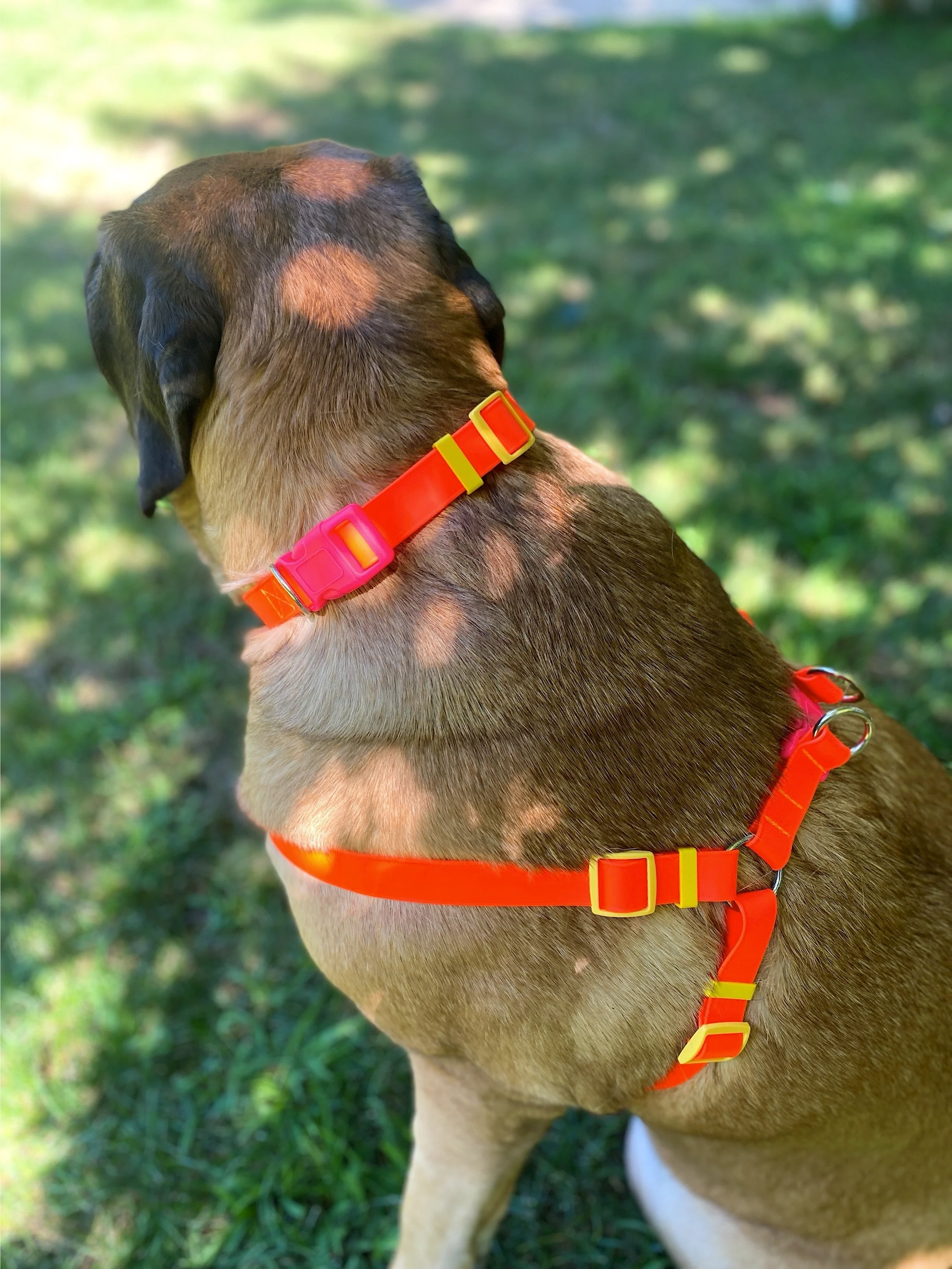 A Walk in the Park Dog Harness (Made in the USA) (FINAL SALE) - Image 13