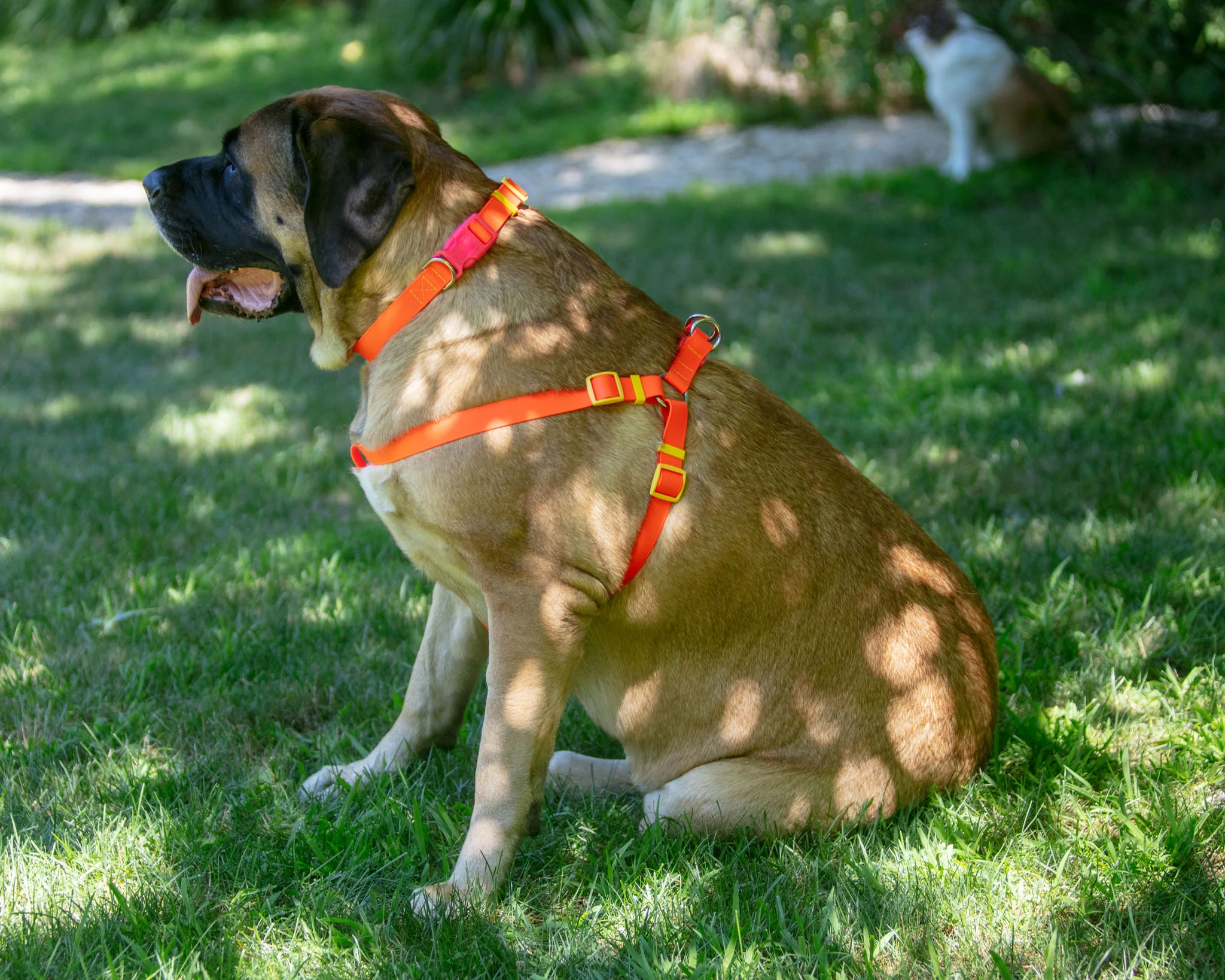 A Walk in the Park Dog Harness (Made in the USA) (FINAL SALE) - Image 14