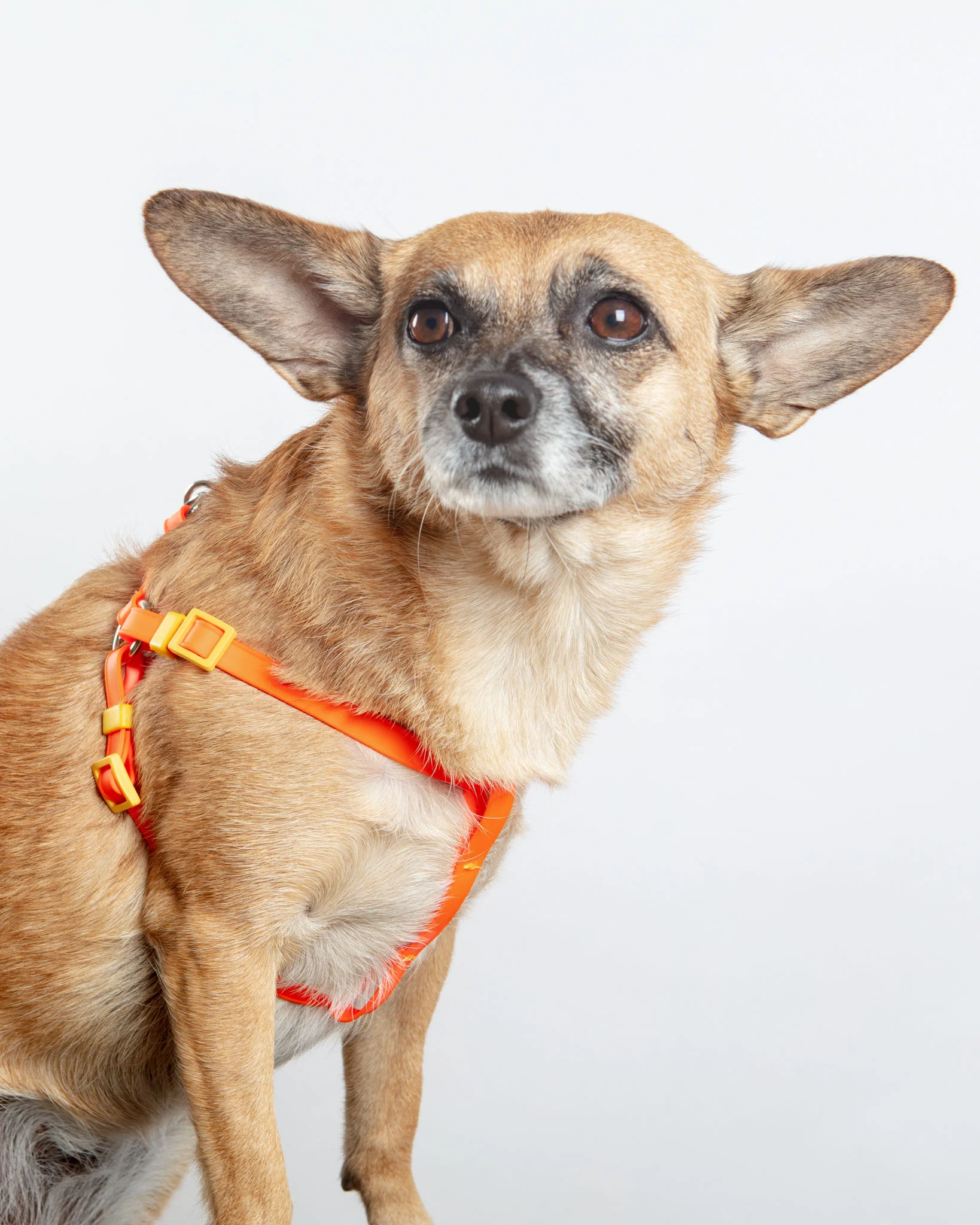 A Walk in the Park Dog Harness (Made in the USA) (FINAL SALE) - Image 7