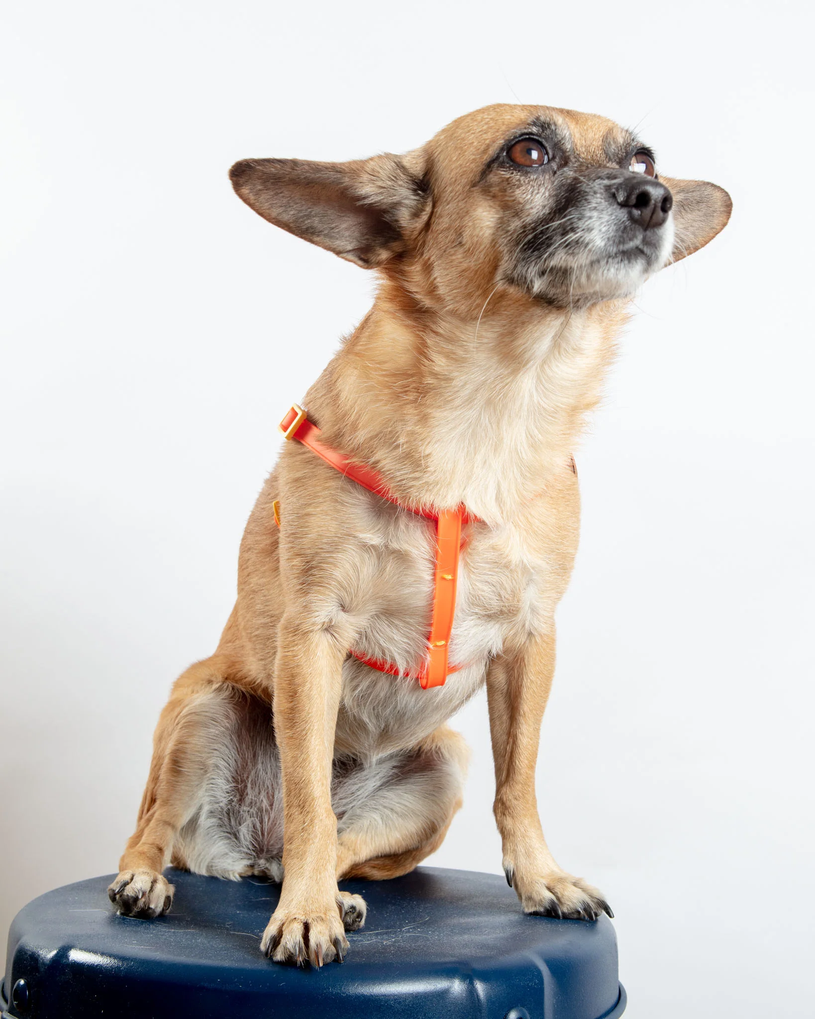 A Walk in the Park Dog Harness (Made in the USA) (FINAL SALE) - Image 8