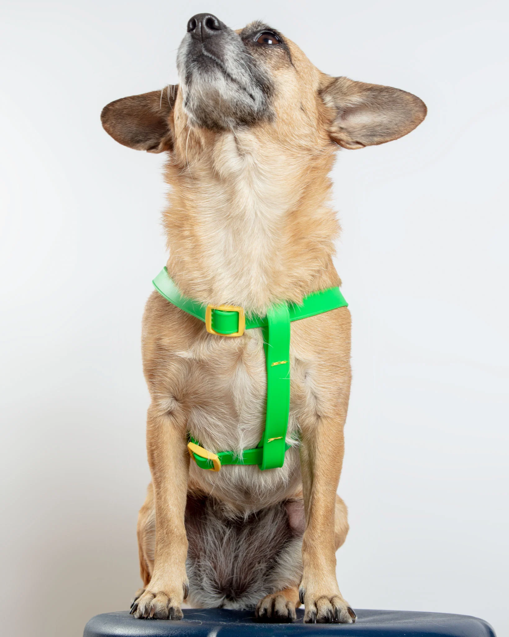 A Walk in the Park Dog Harness (Made in the USA) (FINAL SALE) - Image 9