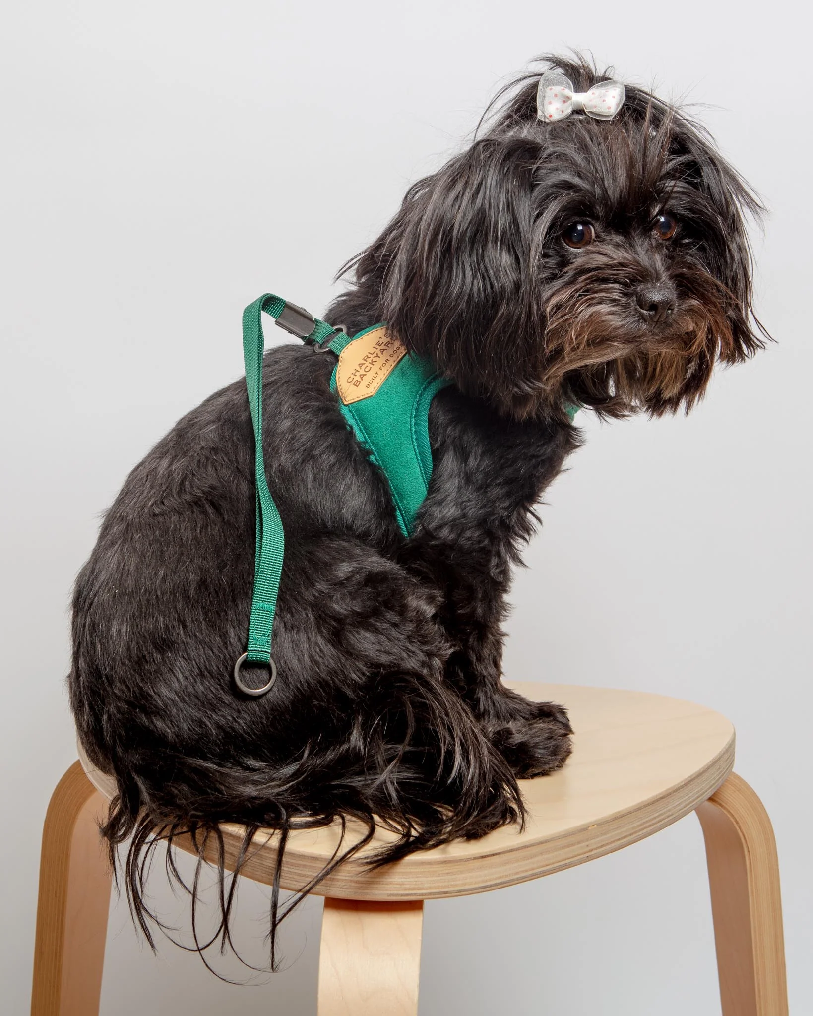 Adjustable Easy Dog Harness in Green - Image 3