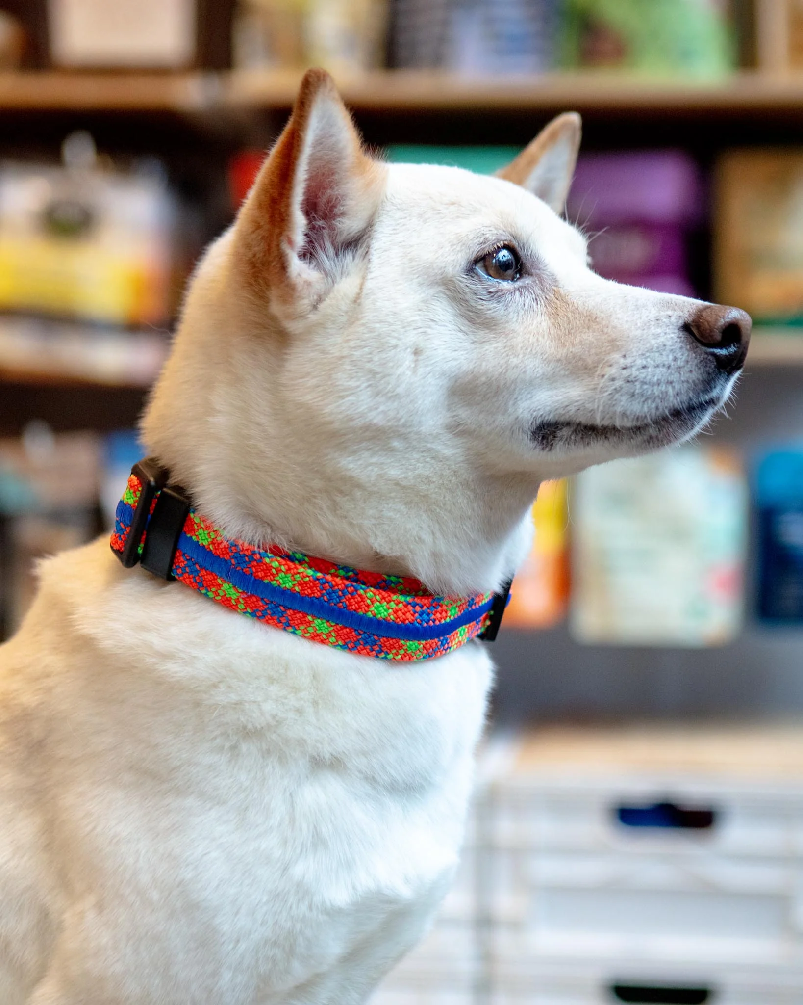 Adventure Dog Collar in Daybreak (Made in the USA)