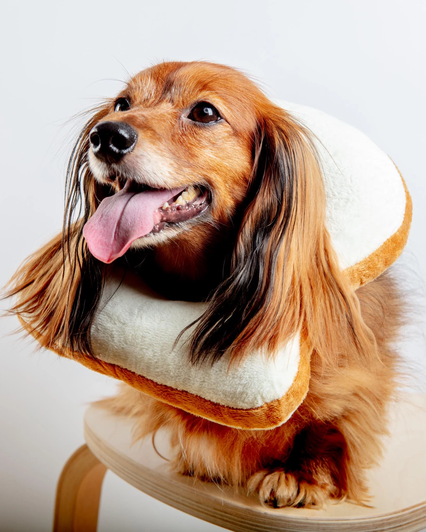 Small Dog or Cat Bread Cone - Image 2
