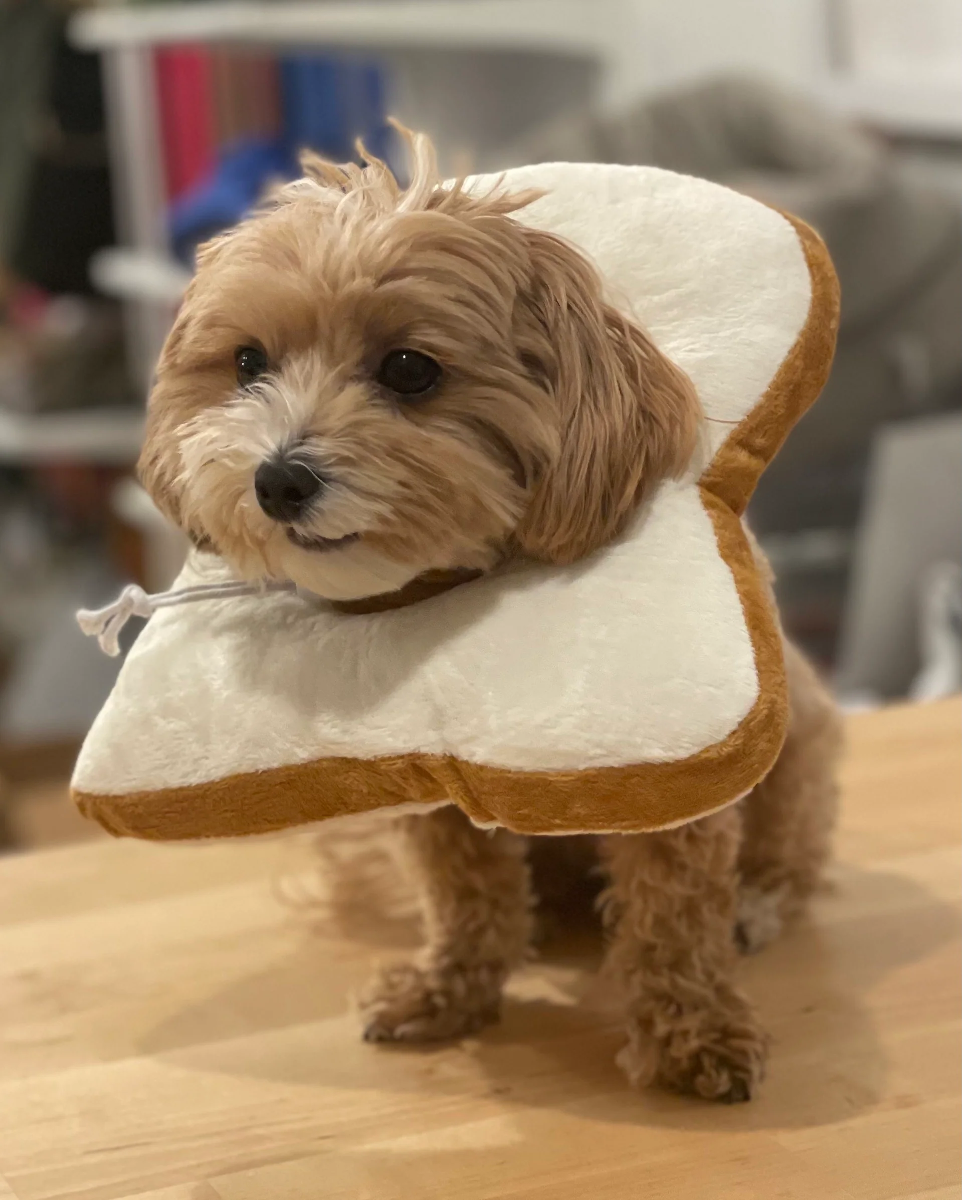 Small Dog or Cat Bread Cone - Image 3