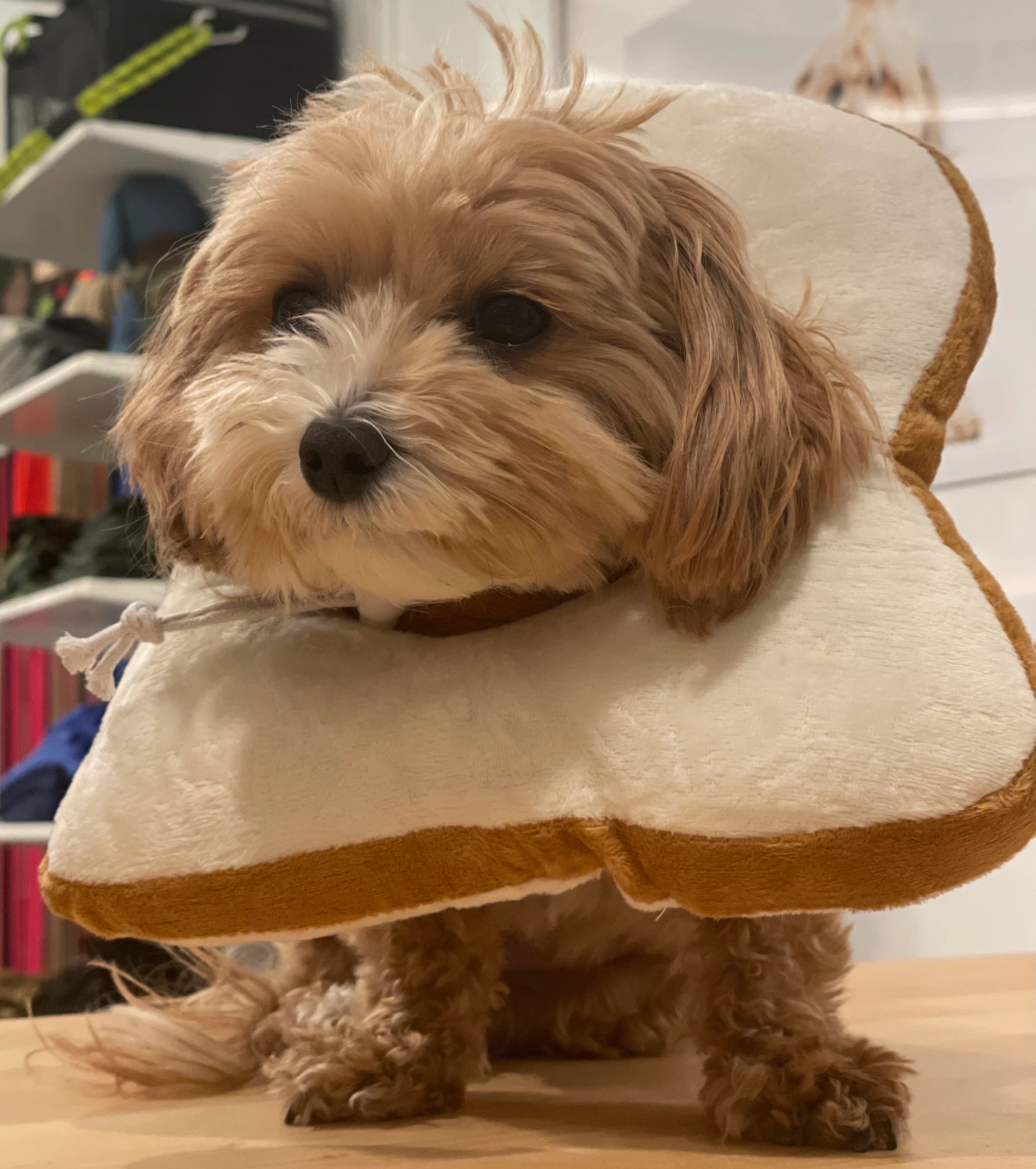 Small Dog or Cat Bread Cone - Image 6