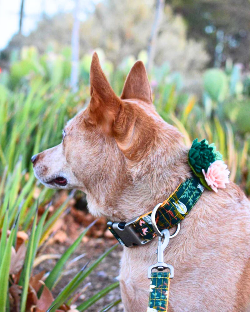 Agave Succulent Dog Collar Flower (Made in the USA) (FINAL SALE) - Image 3