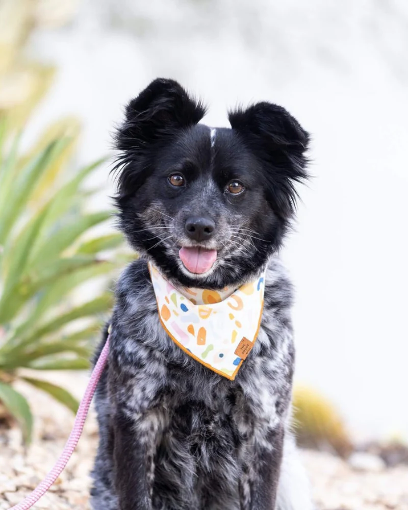 Alja Horvat Terrazzo Dog Bandana (Made in the USA) - Image 5
