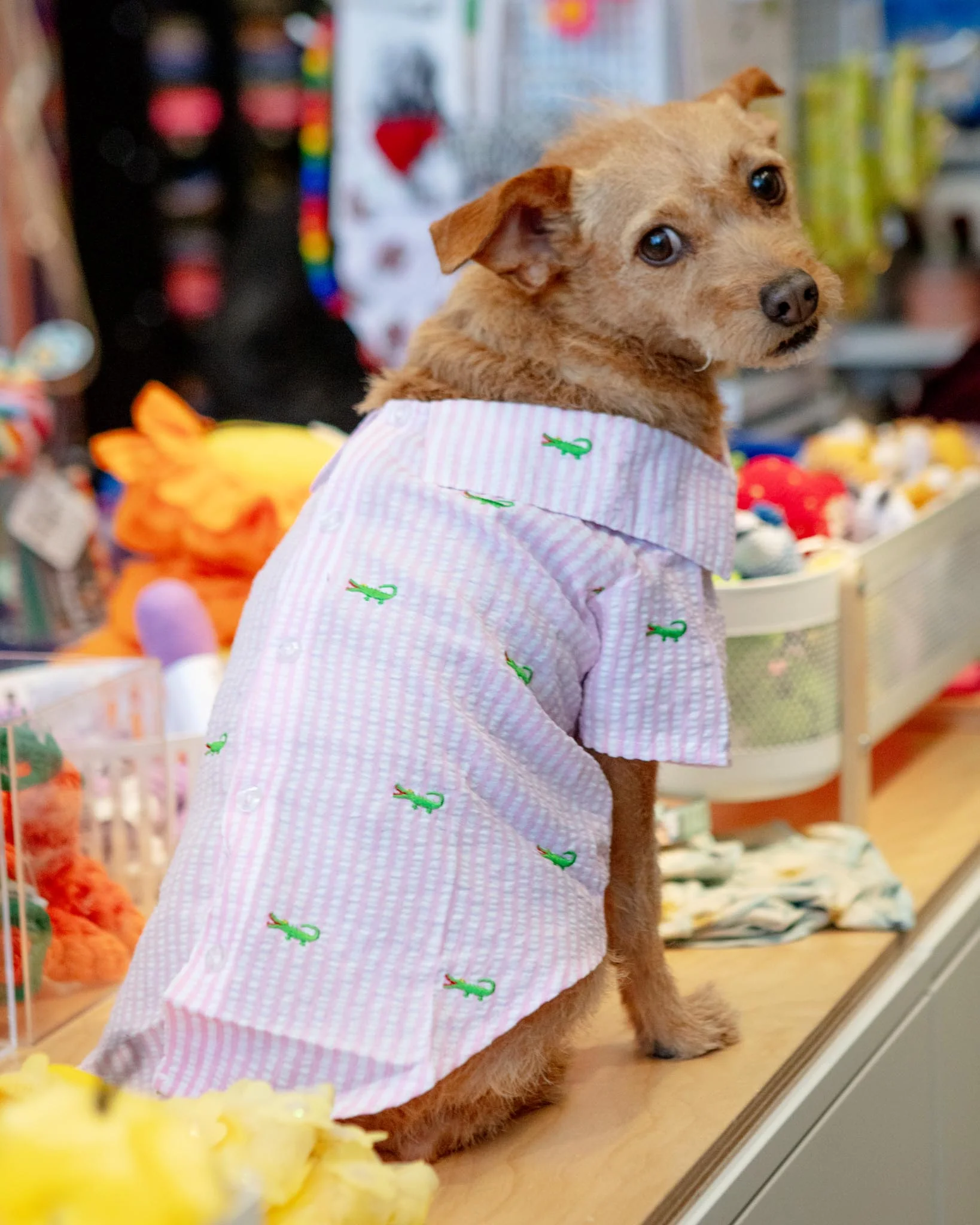 Alligator Pink Stripe Dog Shirt (FINAL SALE) - Image 3