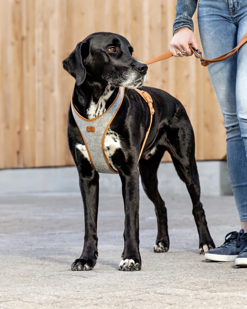 Alpine Belka Dog Harness (for Medium to Large Dogs)
