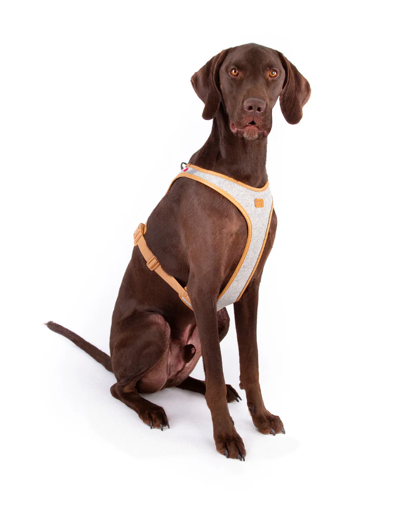 Alpine Belka Dog Harness (for Medium to Large Dogs) - Image 5