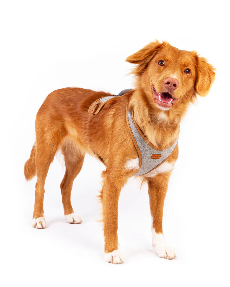 Alpine Belka Dog Harness (for Medium to Large Dogs) - Image 6