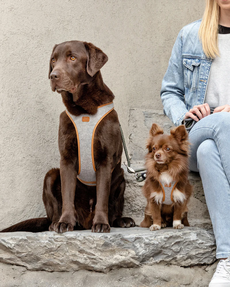 Alpine Belka Dog Harness (for Medium to Large Dogs) - Image 7