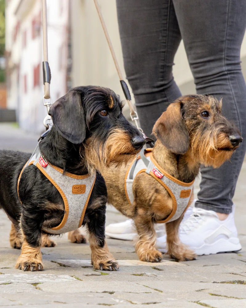 Alpine Clasp Dog Harness