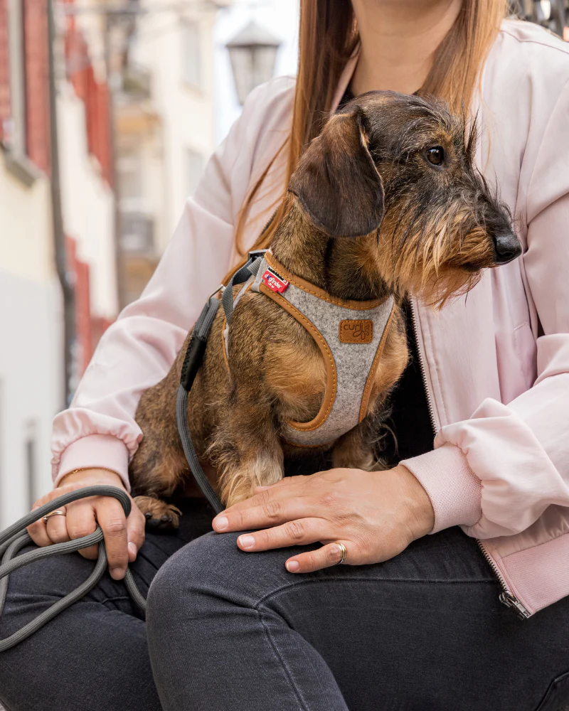 Alpine Clasp Dog Harness - Image 3