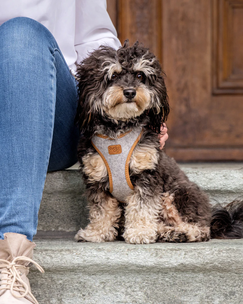 Alpine Clasp Dog Harness - Image 4