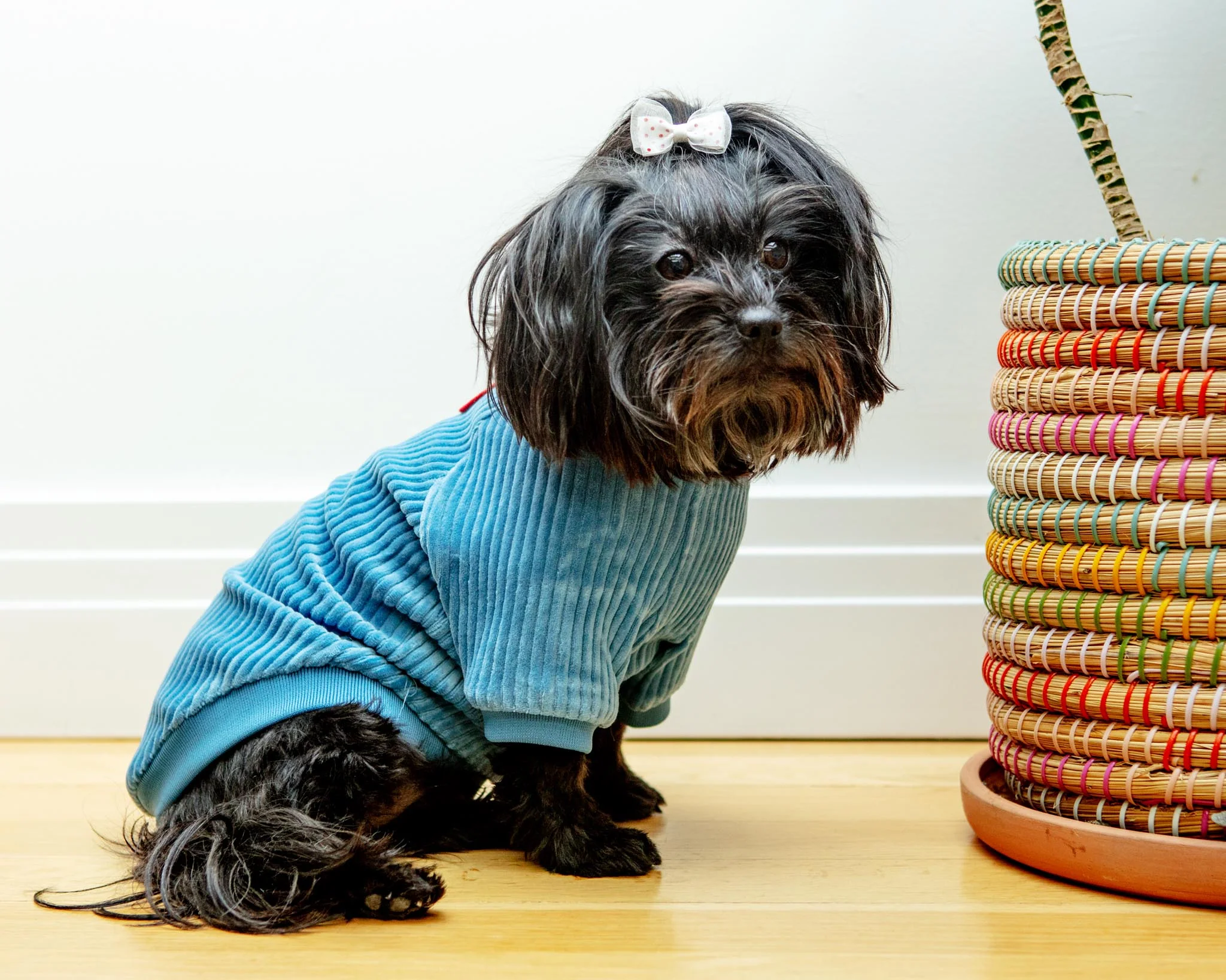 Amber Dog Tee in Sky Blue (FINAL SALE) - Image 10