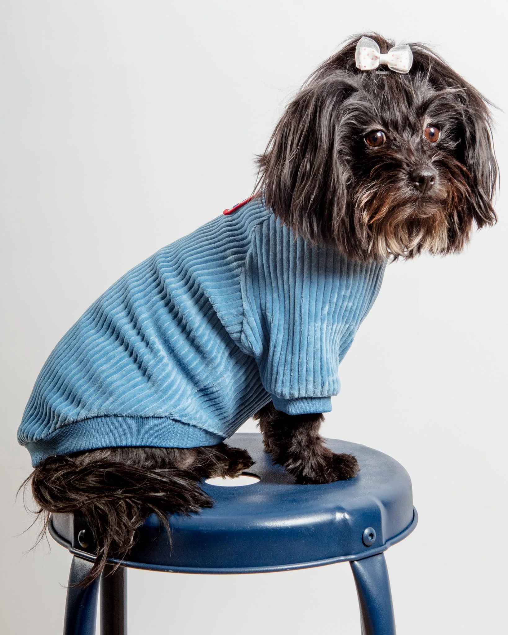 Amber Dog Tee in Sky Blue (FINAL SALE) - Image 3