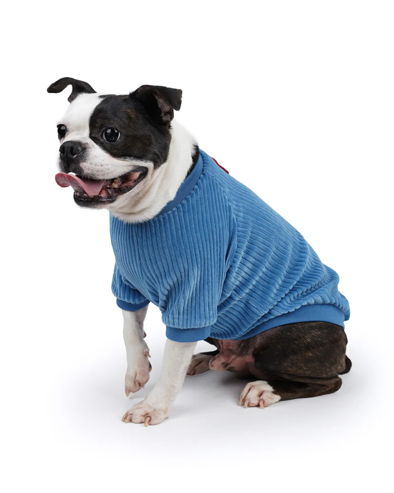 Amber Dog Tee in Sky Blue (FINAL SALE) - Image 7