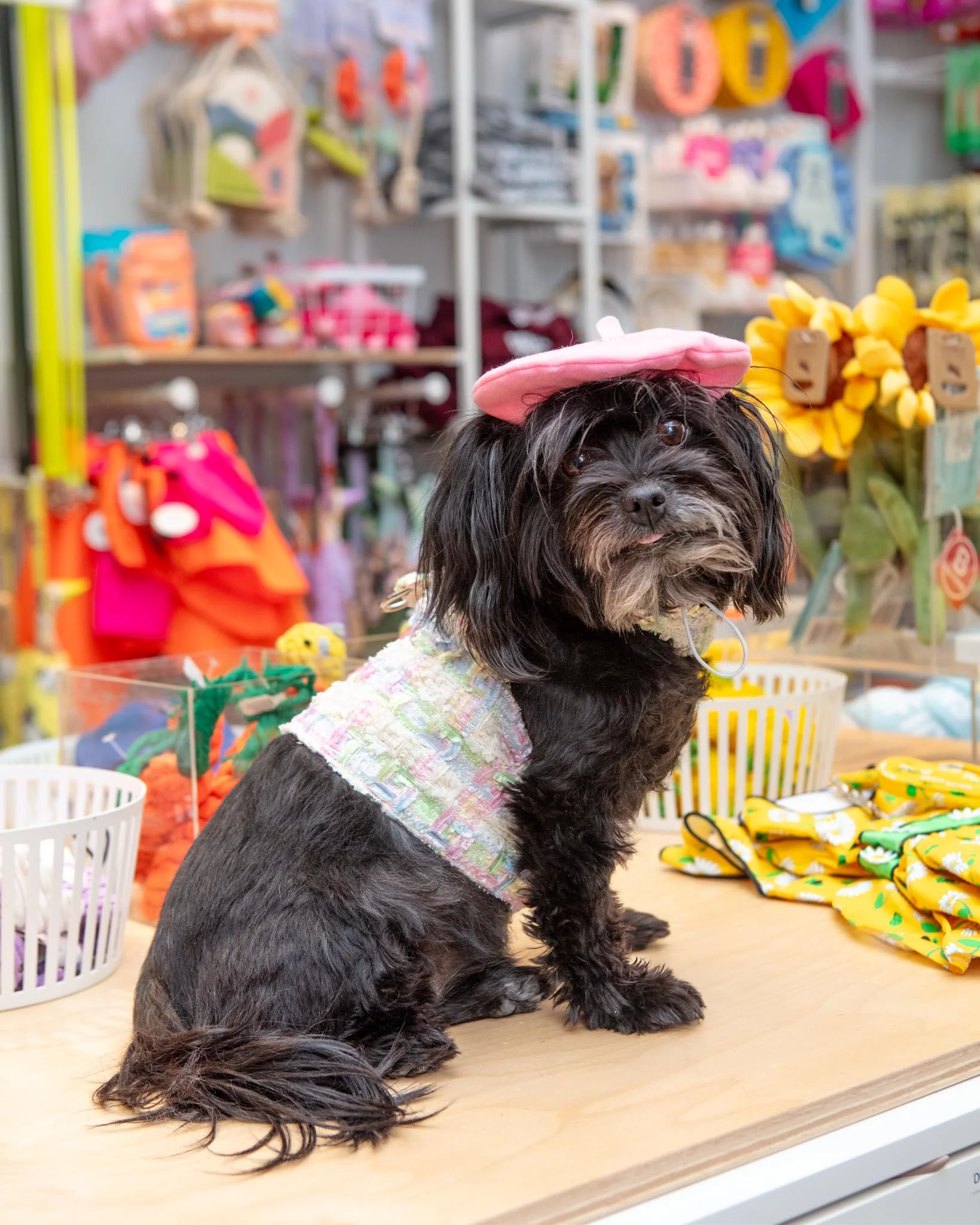 Annabella Dog Harness (Made in the USA) (FINAL SALE) - Image 3