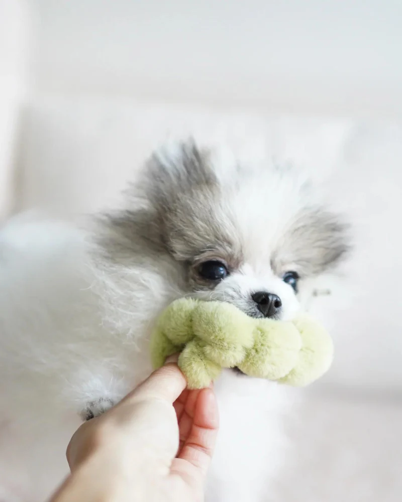 Apple Interactive Snuffle Dog Toy - Image 7
