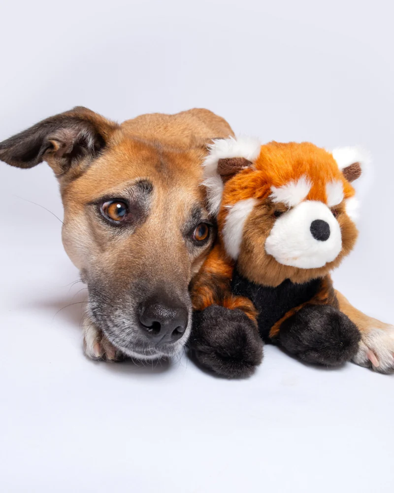 Archie the Red Panda Plush Squeaky Dog Toy