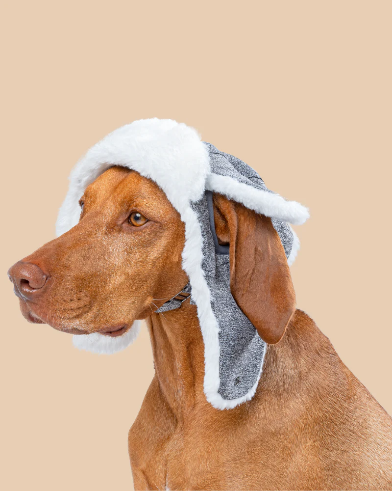 Arctic Air Aviator Dog Hat