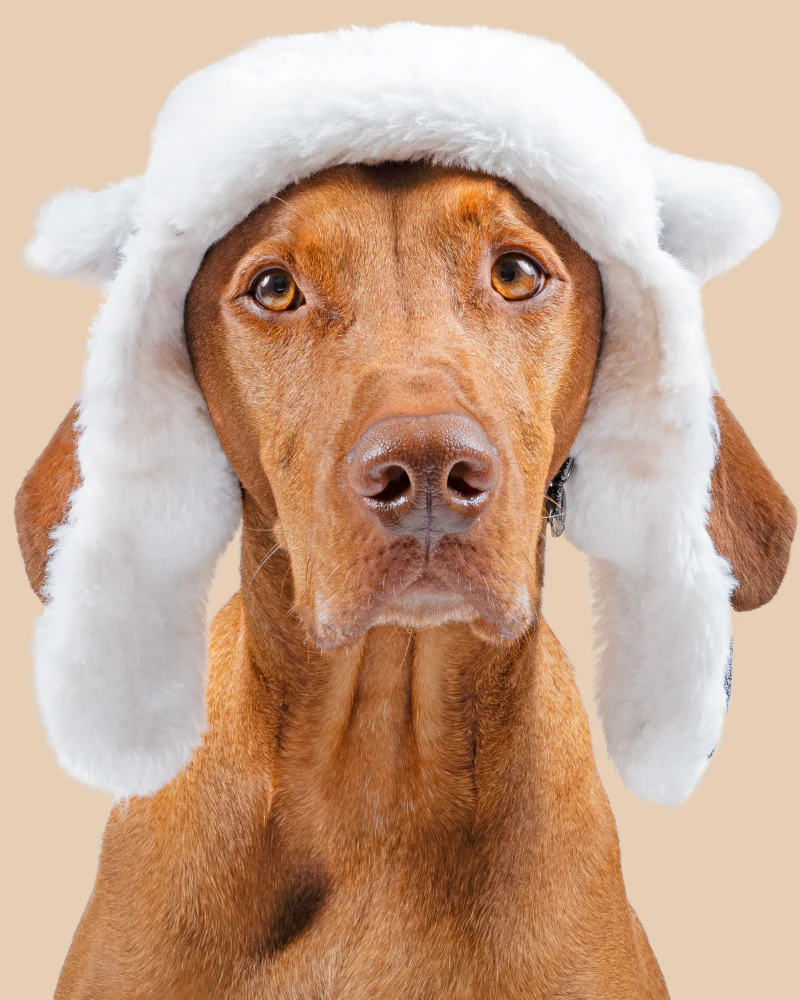 Arctic Air Aviator Dog Hat - Image 2