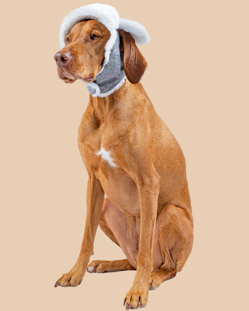 Arctic Air Aviator Dog Hat - Image 4
