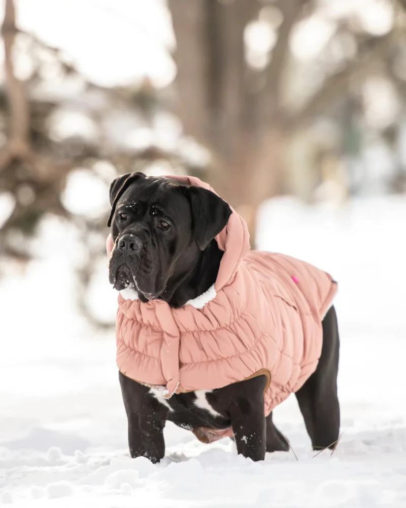 Arctic Dog Parka in Clay (FINAL SALE) - Image 6