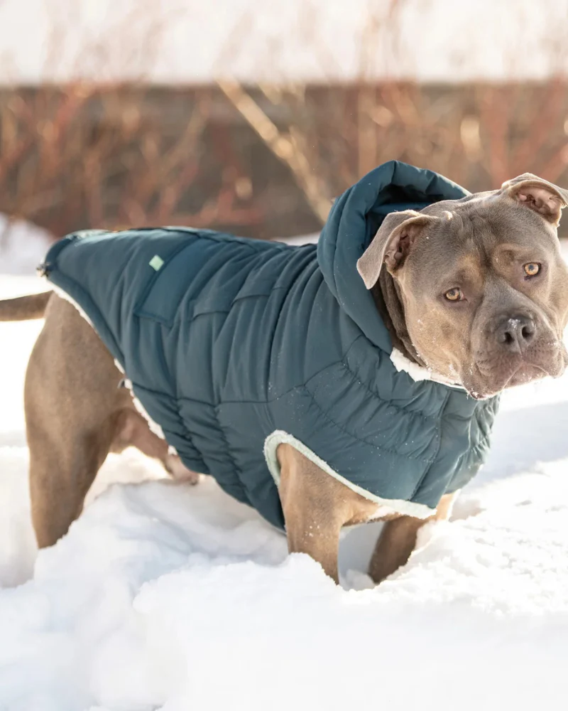 Arctic Dog Parka in Wintergreen (FINAL SALE) - Image 5