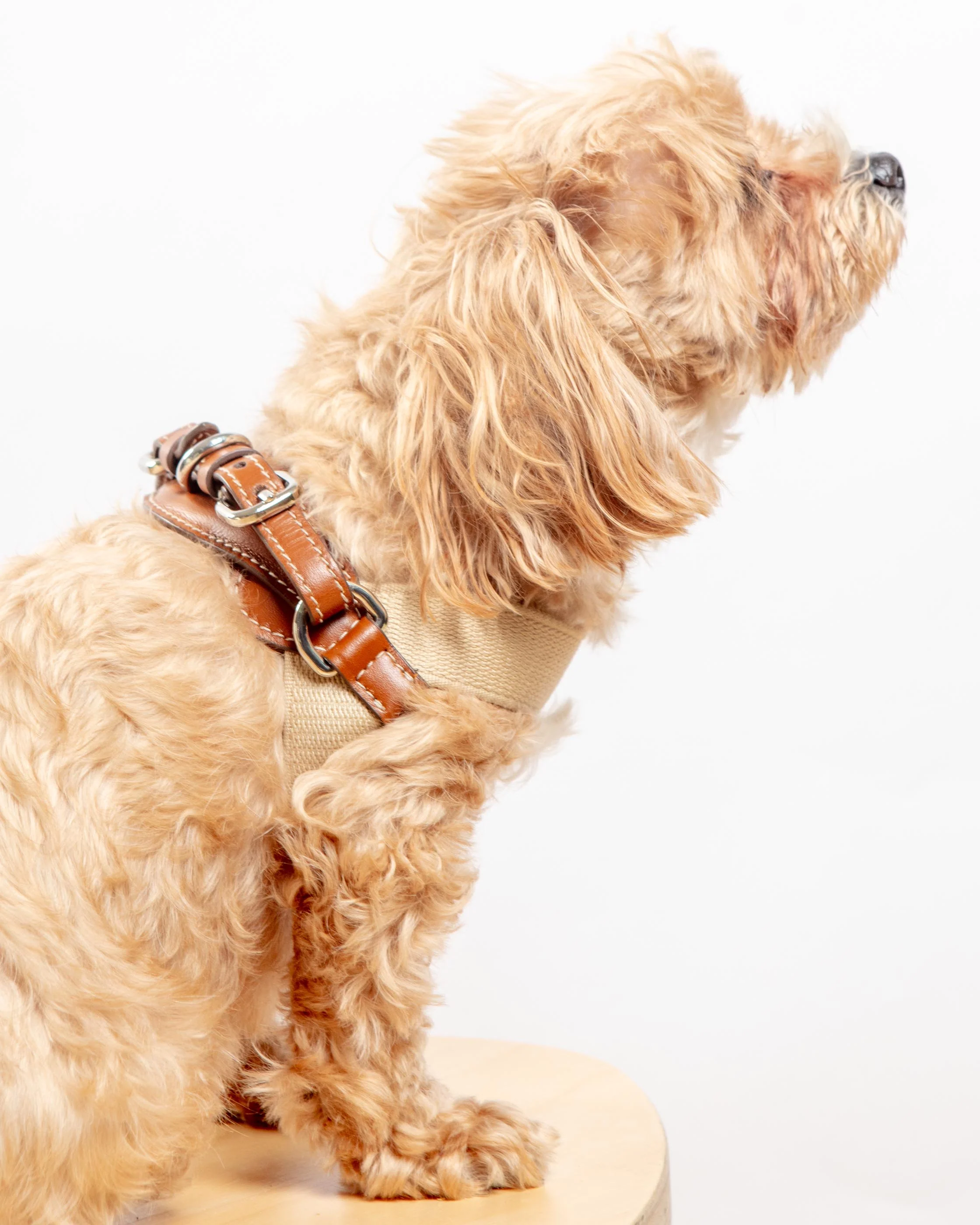 Aria Textile Dog Harness in Natural + Tobacco (Made in Italy) - Image 2