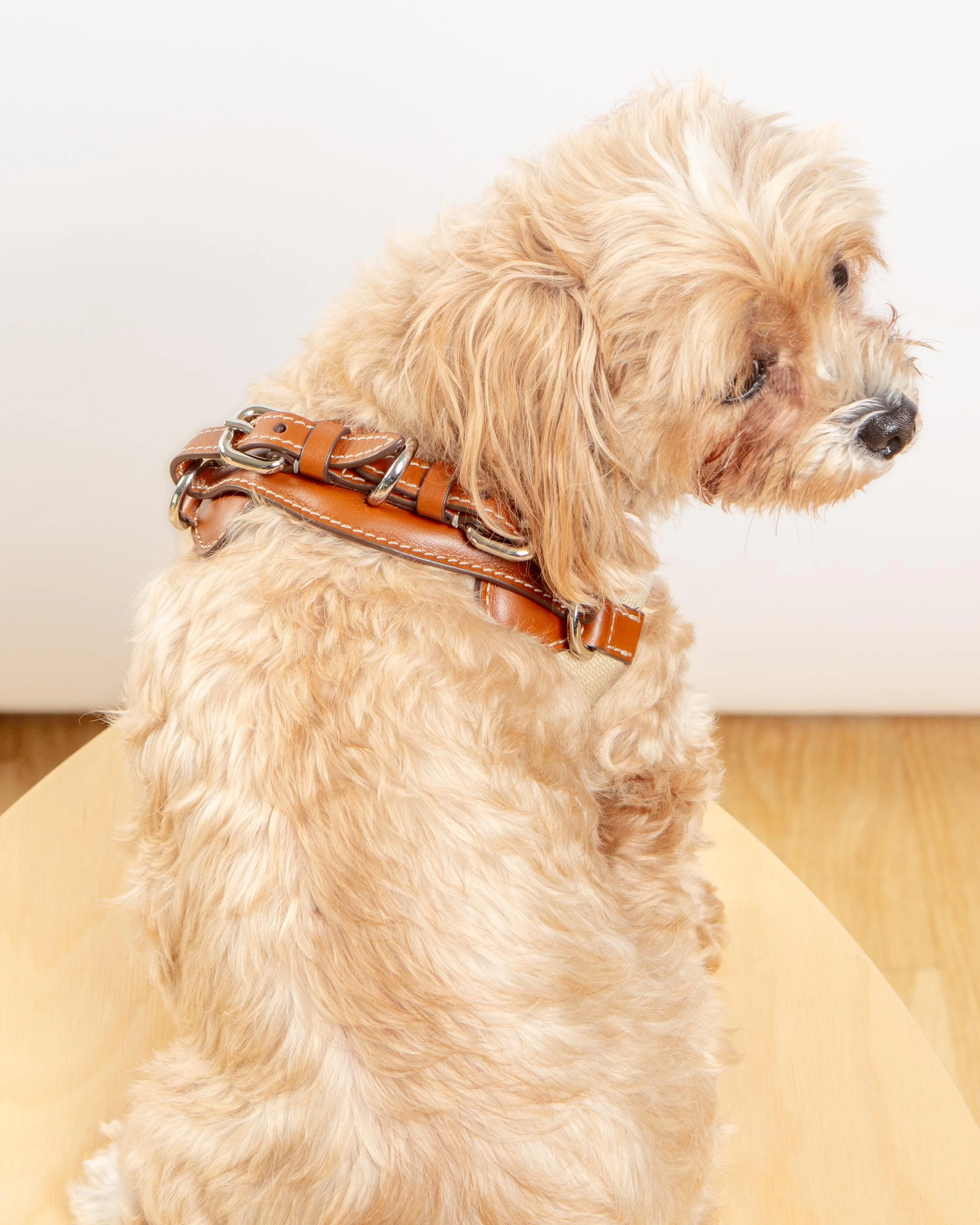 Aria Textile Dog Harness in Natural + Tobacco (Made in Italy) - Image 5