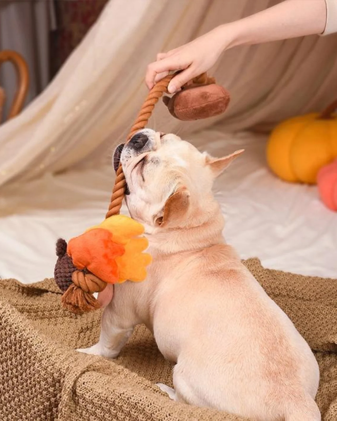 Autumn Acorn Squeaky Dog Toy - Image 4