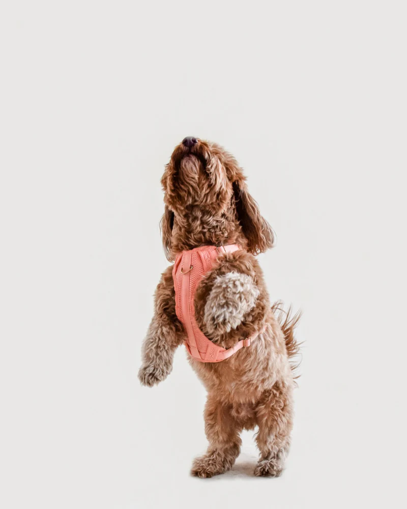 Huggie Dog Harness in Navy<br>(FINAL SALE) - Image 4